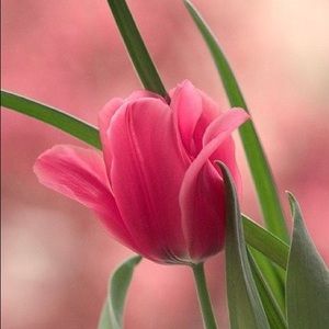 Meet your Posher, Ana